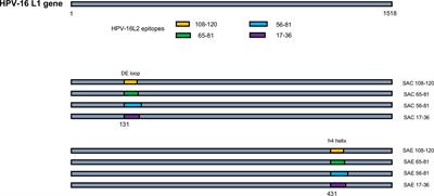 Substitution of Human Papillomavirus Type 16 L2 Neutralizing Epitopes Into L1 Surface Loops: The Effect on Virus-Like Particle Assembly and Immunogenicity